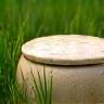 Biologisch afbreekbare urn in gras