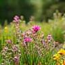 Natuurlijk begraafveld met wilde bloemen